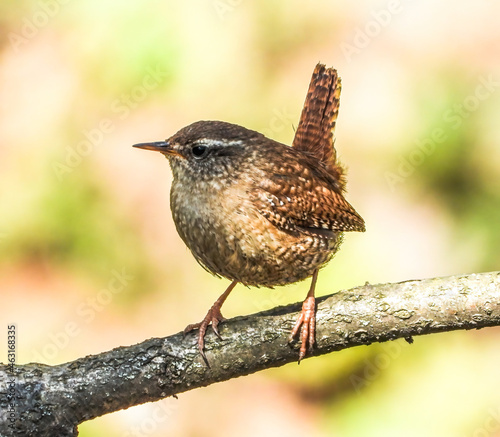 Fotografie eurasian wren sitting on a branch