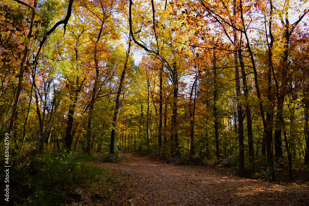 autumn in the park