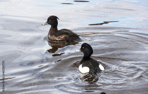 a couple tufted ducks or tufted pochards on the water in the park