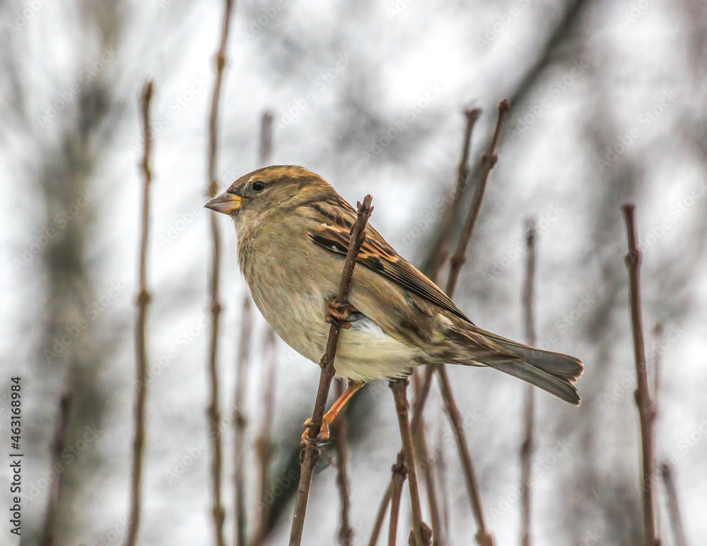 Fototapeta premium female house sparrow on a branch in the park