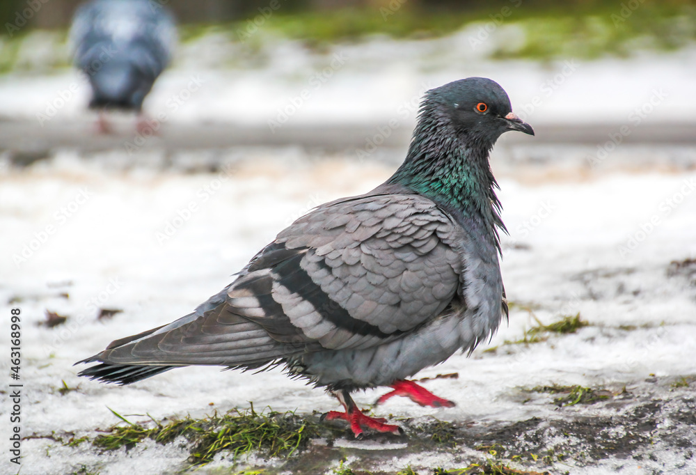 pigeon walking in the snow in the park pigeon walking in the snow in the park