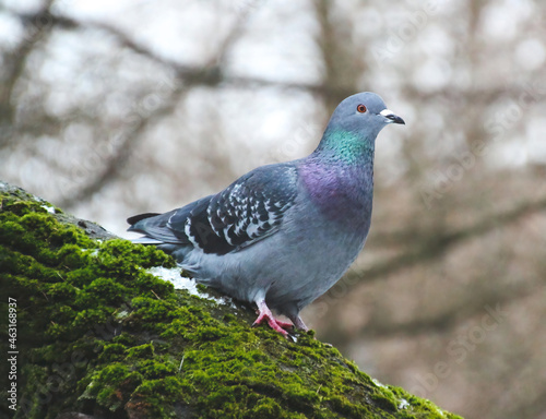 pigeon sitting on the mossy tree in the park