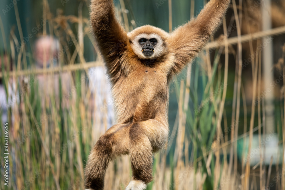 Naklejka premium A lar gibbon climbing in a zoo