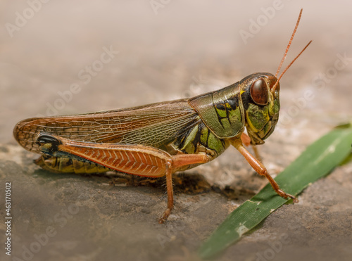 Closeup shot of a red-legged grasshopper (Melanoplus femurrubrum) with a leaf photo