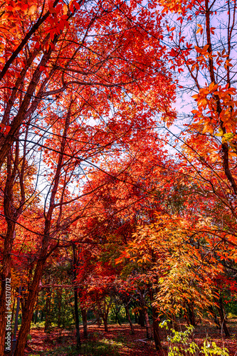 Autumn scenery of red leaves in Nanhu Park, Changchun, China