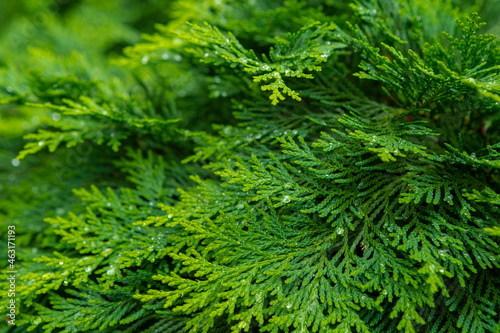Fresh green pine leaves. Oriental Arborvitae. Thuja orientalis  also known as Platycladus orientalis . Leaf texture background for design foliage pattern and backdrop 