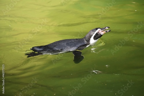 A Humboldt penguin (Spheniscus humboldti) swimming in a lake.