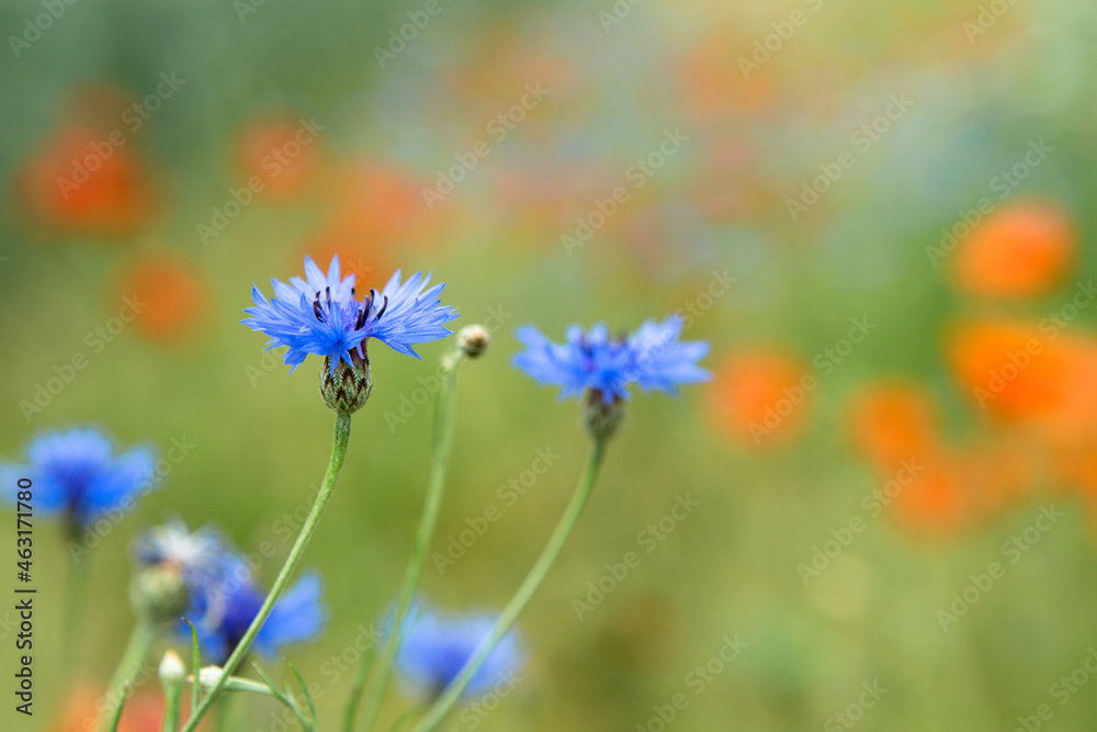 Beautiful red poppies and blue cornflowers in a field on a sunny summer day. (Papaver Rhoeas, Flanders poppy, Centaurea cyanus) 