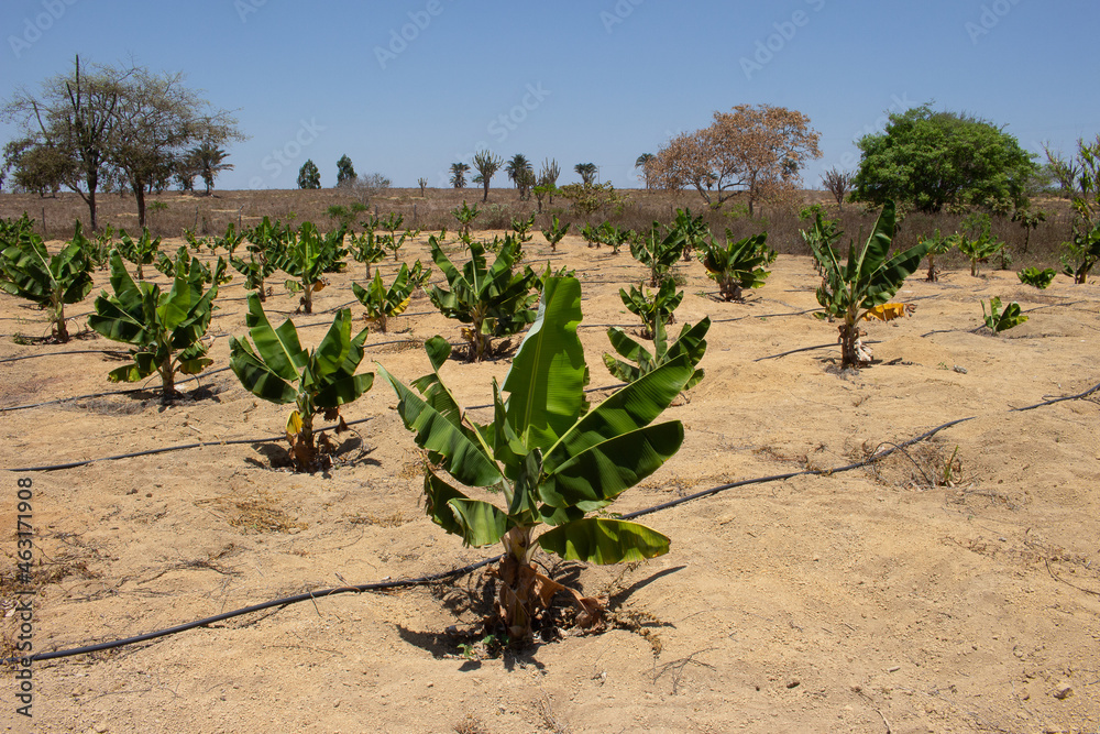 irrigated banana plantation in a dry place on a sunny day