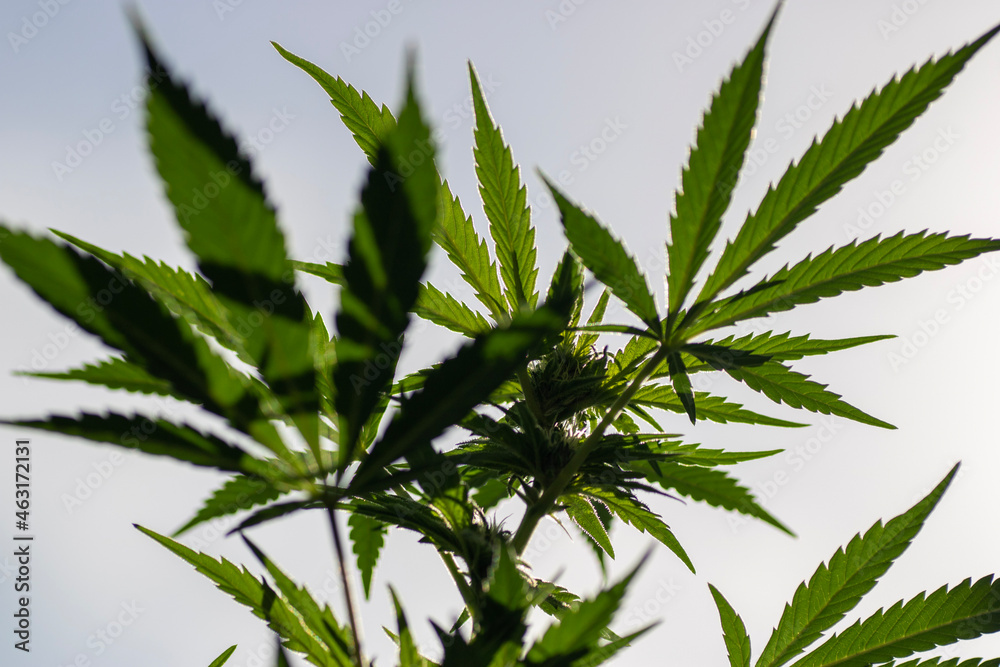 cannabis leaf background cannabis leaf background