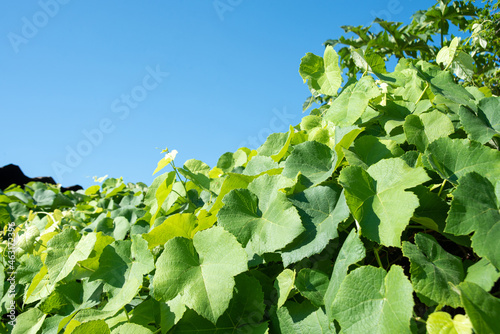 Grapevine leaves of a beautiful vine forming a natural background. selective focus.