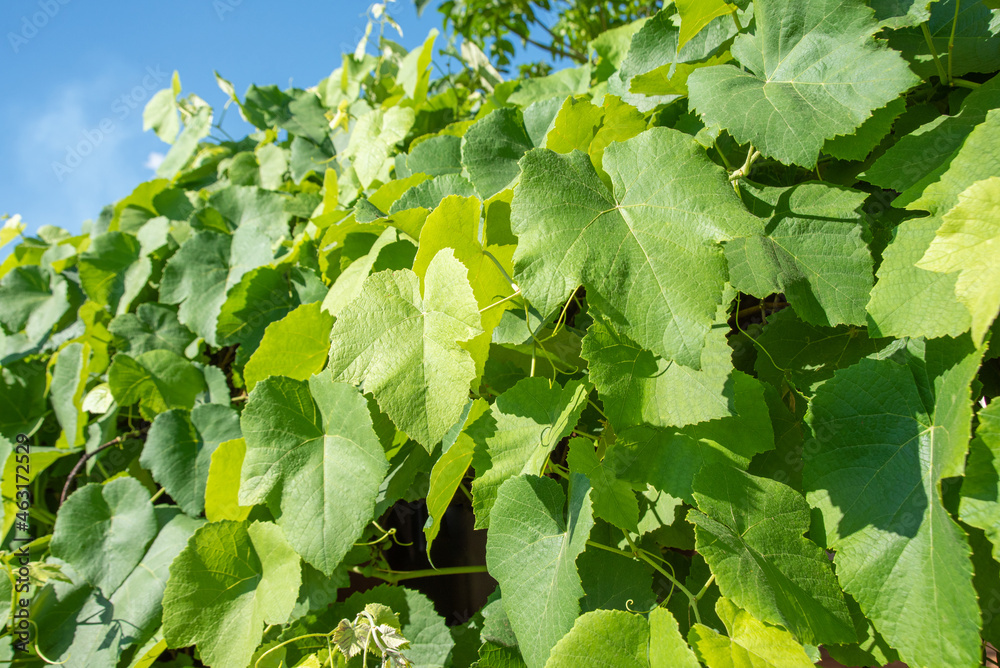 Obraz premium Grapevine leaves of a beautiful vine forming a natural background. selective focus.