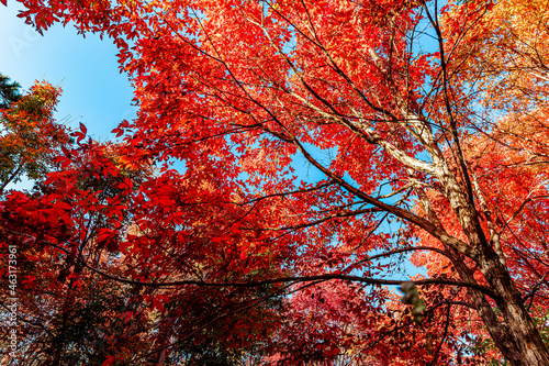 Autumn scenery of red leaves in Nanhu Park  Changchun  China