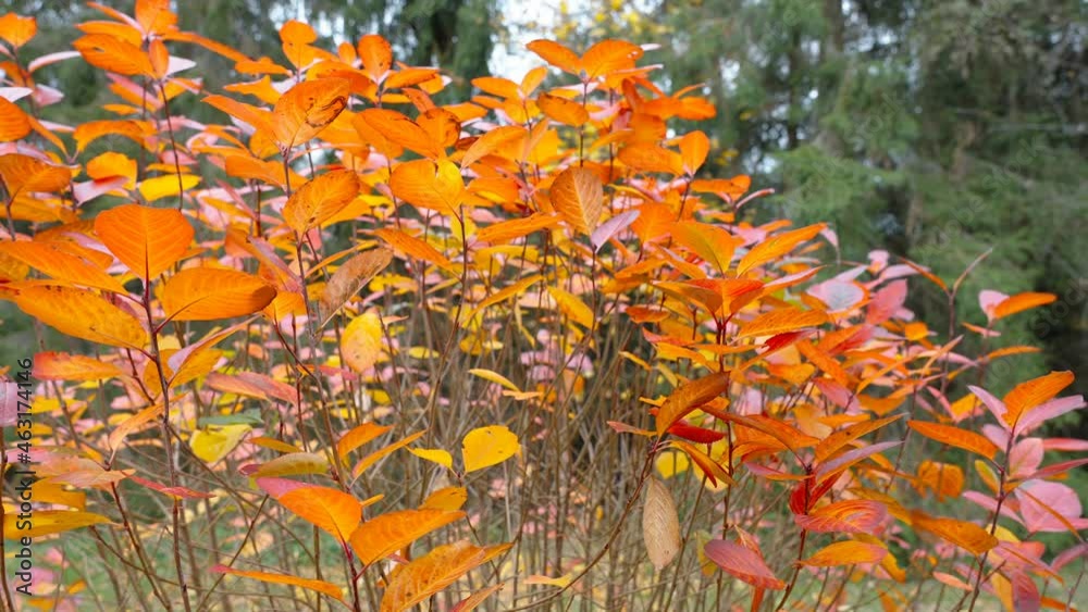 The red leaves of the chokeberry plant in the garden in Estonia The red leaves of the chokeberry plant in the garden in Estonia
