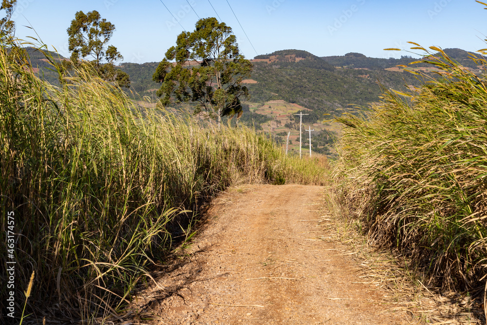 Dirty road, Farm plantation with forest and mountain around Dirty road, Farm plantation with forest and mountain around