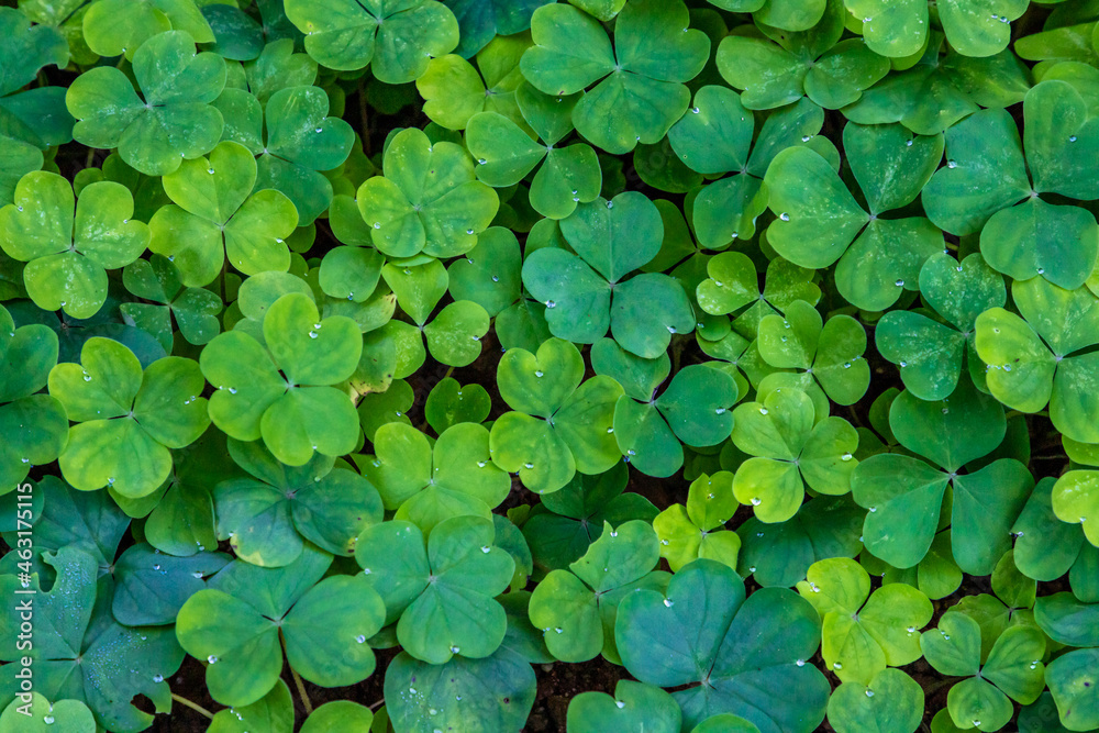 Clover with morning water drops Clover with morning water drops