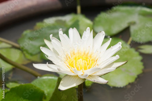 white lotus flower