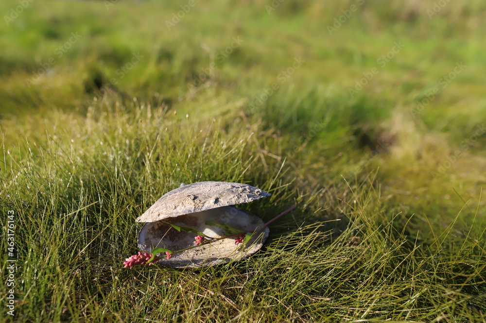 grass grass