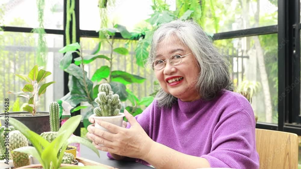 Slow motion : It was a good day for an elderly woman in the greenhouse planting healthy cactus, sitting caressingly at the cactus she had planted and looking at the camera with a beautiful smile. Slow motion : It was a good day for an elderly woman in the greenhouse planting healthy cactus, sitting caressingly at the cactus she had planted and looking at the camera with a beautiful smile.