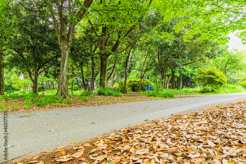 公園の散歩道