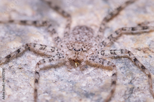 Camouflaged spider  © Ricardo