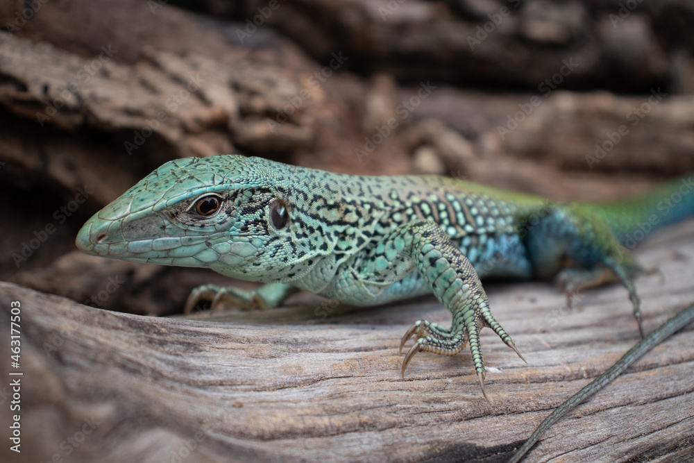 Obraz premium Neotropical Ameiva (Ameiva Ameiva)