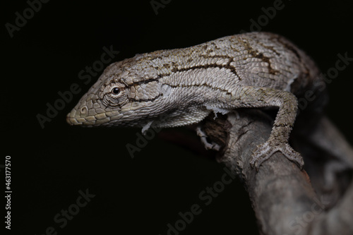 Brazilian Bush Anole (Polychrus acutirostris)