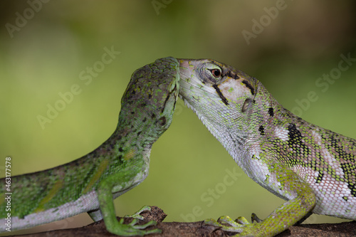 Couple of Common Monkey Lizard (Polychrus marmoratus)
