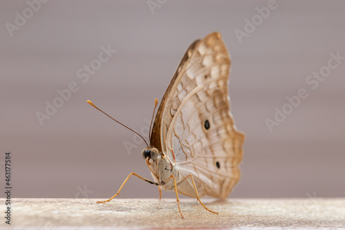 butterfly on a trunk