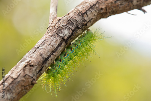 green caterpillar on a branch © Ricardo