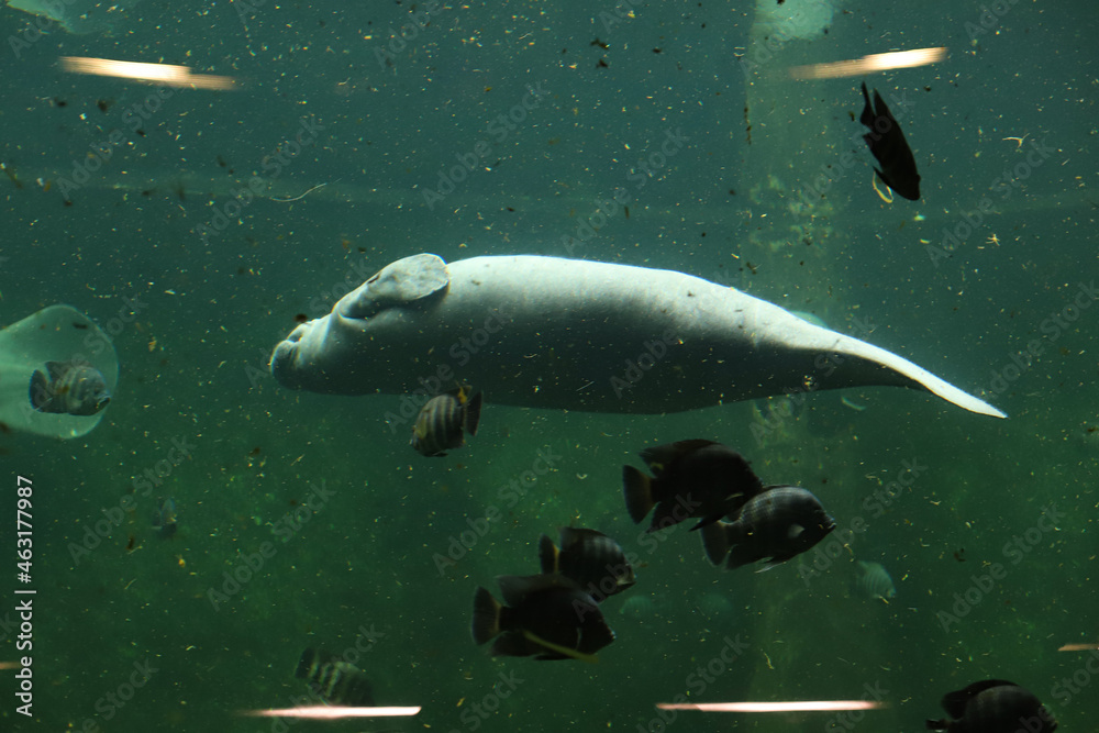 Fototapeta premium foka w zoo pod wodą