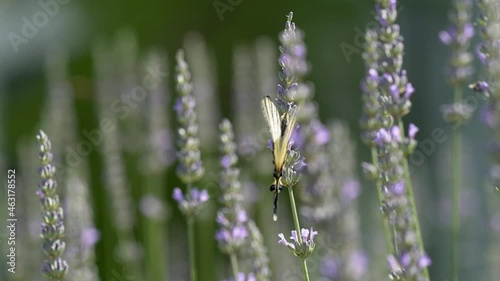 Lavender in the garden with butterfly