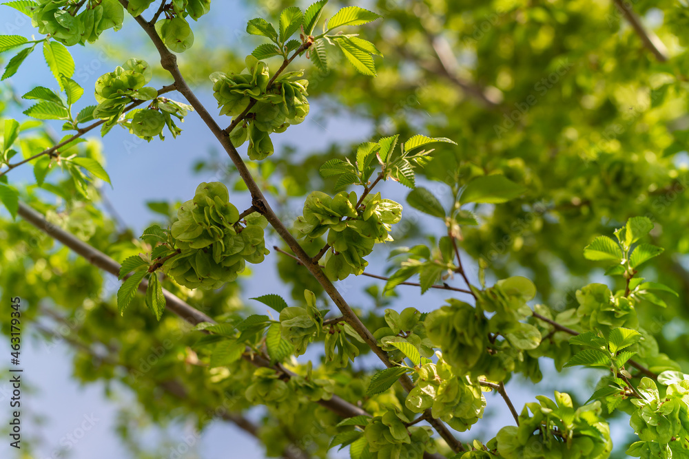 Fast greening tree. The leaves are green on the branch. Fast greening tree. The leaves are green on the branch.