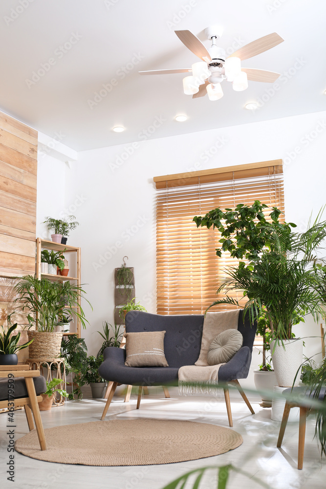 Fototapeta premium Comfortable furniture and beautiful houseplants in room. Lounge are interior