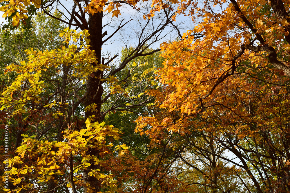 Fototapeta premium Autumn trees with bright yellow-orange foliage. October. Close-up of branches.