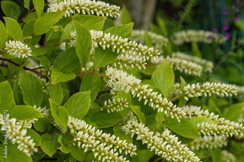 White clethra flowers in the garden