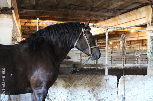 black fat horse in the stable on the farm animal in the village © Алла Мосурова