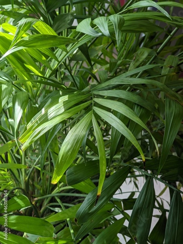 Beautiful tall plant in the office for decoration. Indoor plant with large green leaves. 