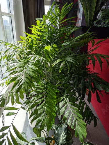 Beautiful tall plant in the office for decoration. Indoor plant with large green leaves. 