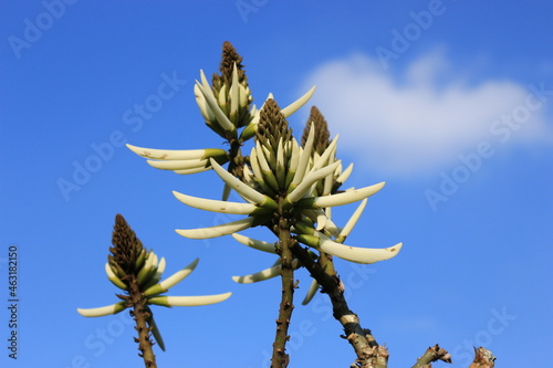 plant on blue sky