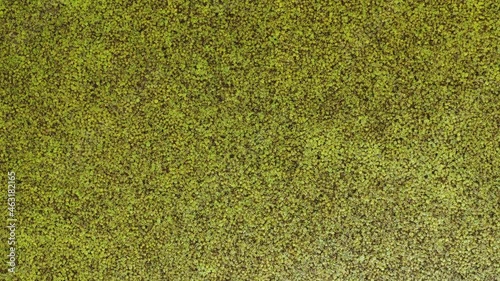 Duckweed in the nature, aerial top shot view