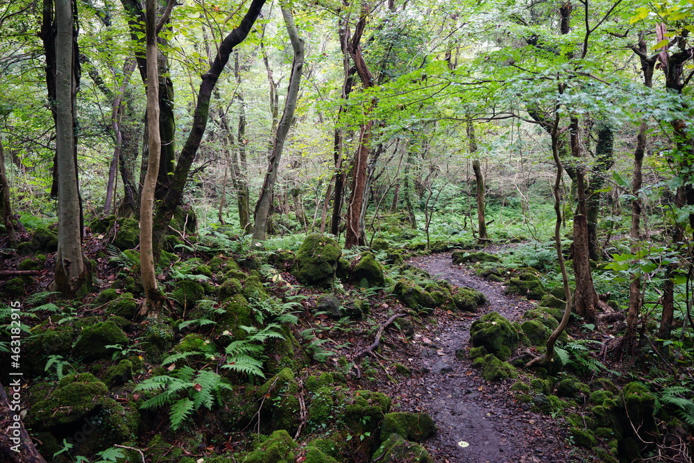 Obraz premium a refreshing summer forest with a path, in the rain