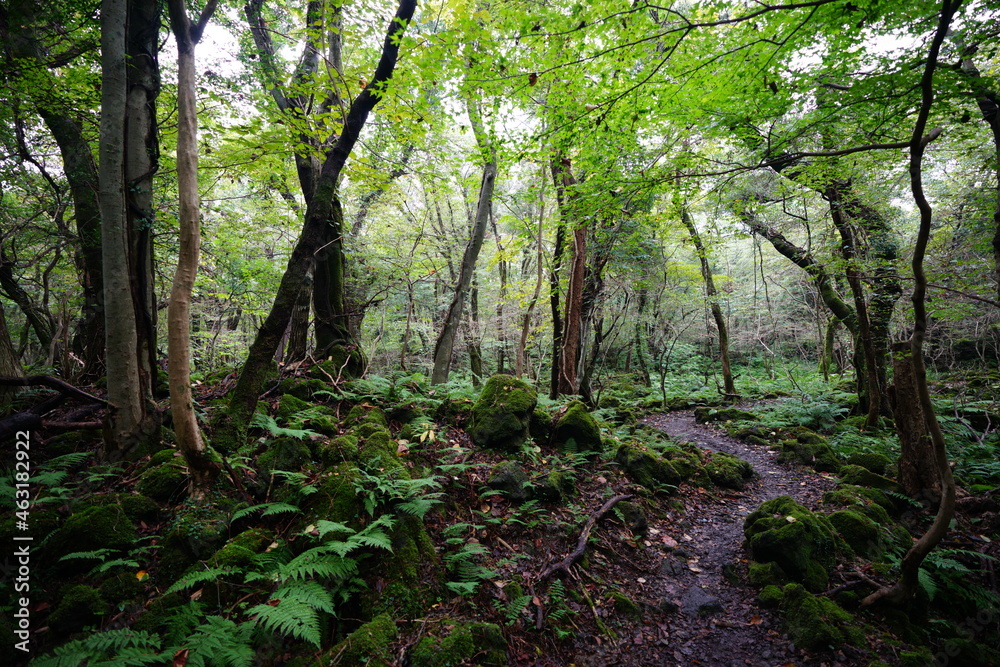 Fototapeta premium a refreshing summer forest with a path, in the rain
