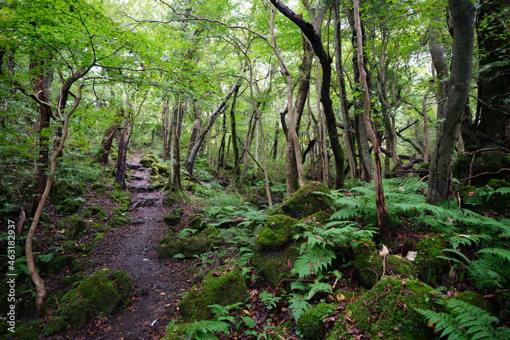 a refreshing summer forest with a path, in the rain a refreshing summer forest with a path, in the rain
