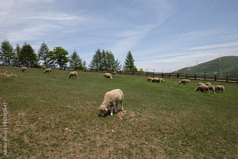 Fototapeta premium The scenery of sheep grazing in autumn when cosmos blooms and persimmons are ripening.
