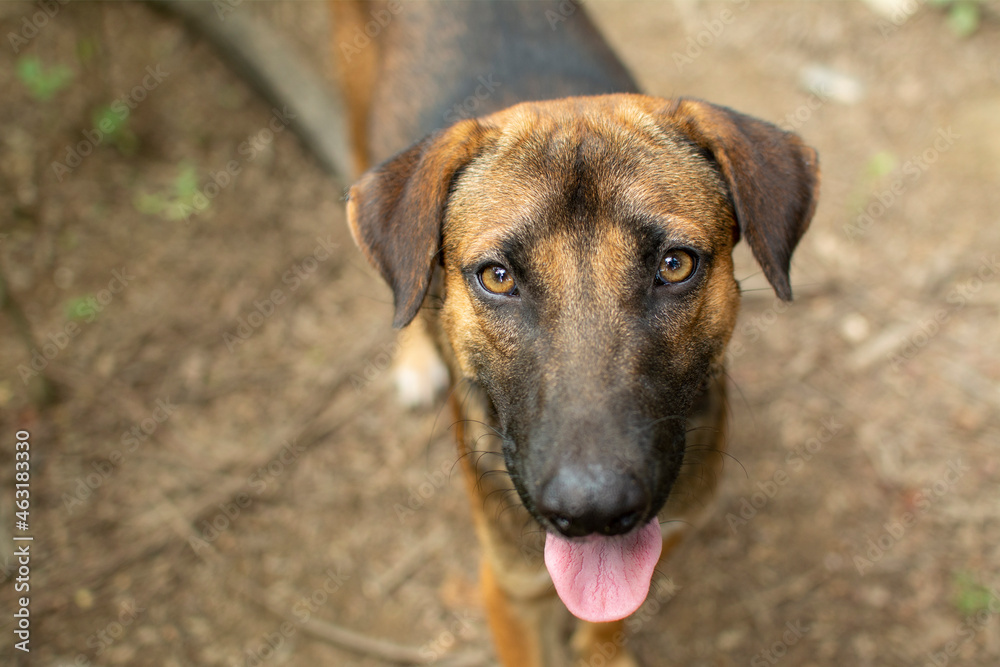 The brown-haired dog's eyes were staring. The brown-haired dog's eyes were staring.