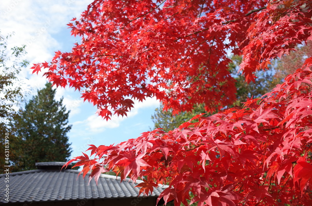 Red autumn leaves of Japanese Maple
Red autumn leaves of Japanese Maple