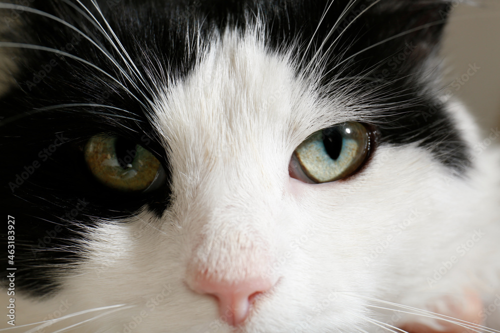 Closeup view of black and white cat with beautiful green eyes