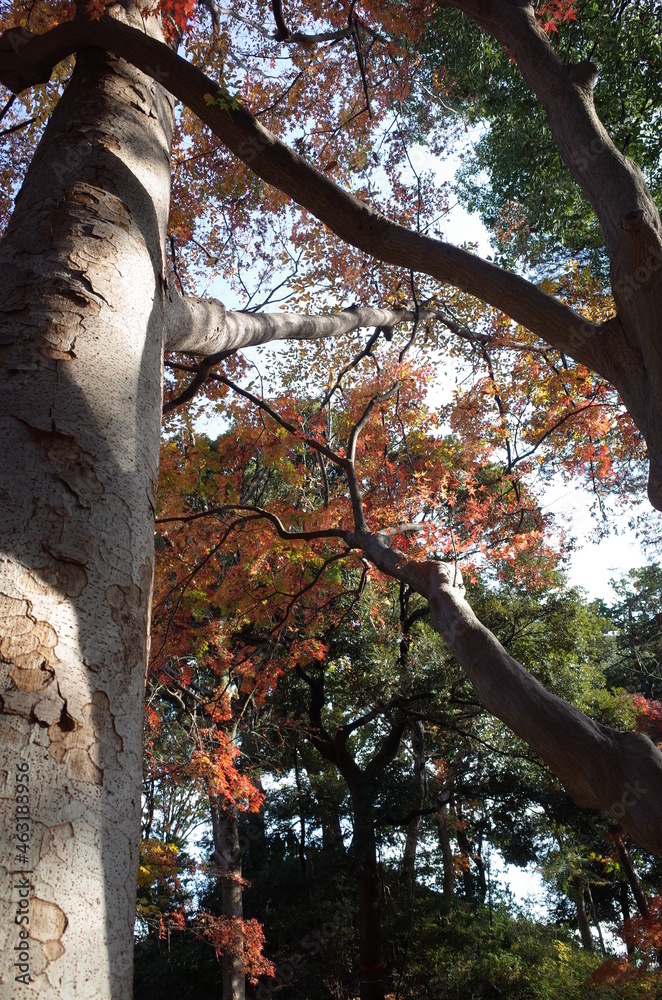 Fototapeta premium Red autumn leaves of Japanese Maple 