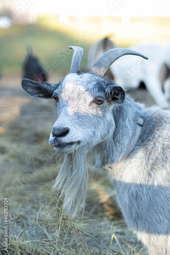 Gray Nanny Goat with horns (Luna)